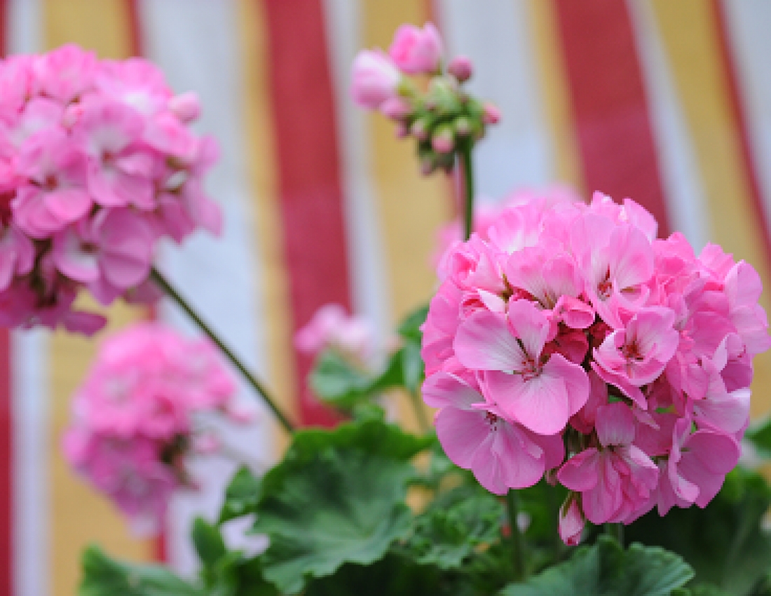 Для душі: герань - окраса нашої оселі...