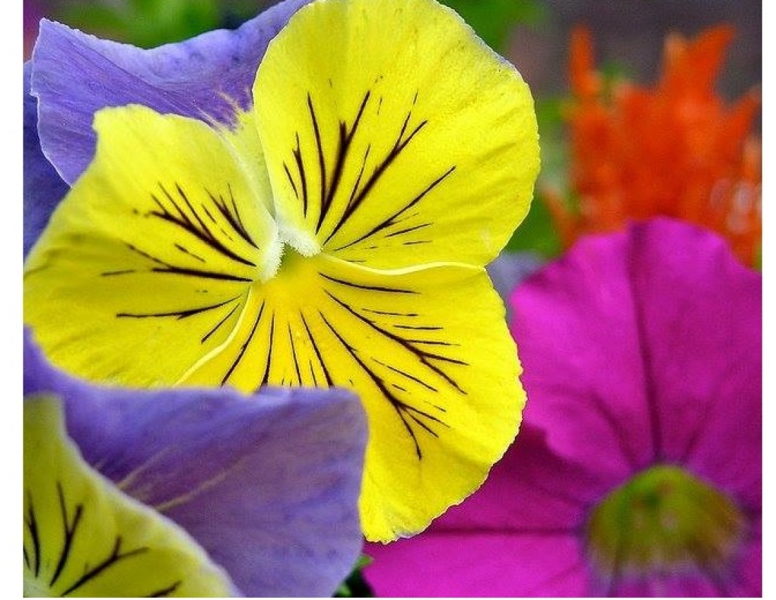 А день - мов казка: у ньому всі переливи сонця!