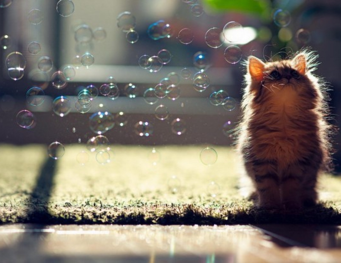 Найкрасивіше кошеня у світі на думку BBC... :-)