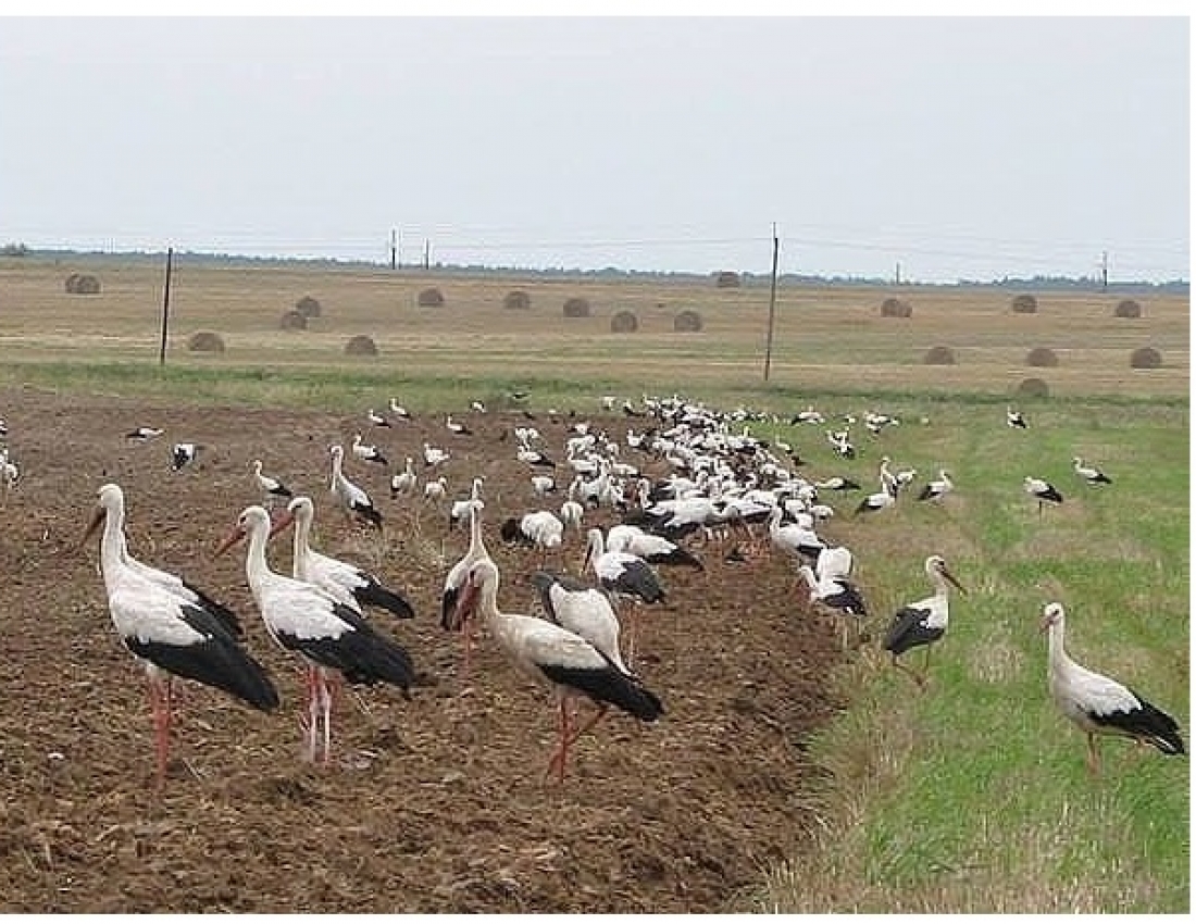 Storks are taking leave, they say good bye for the winter...