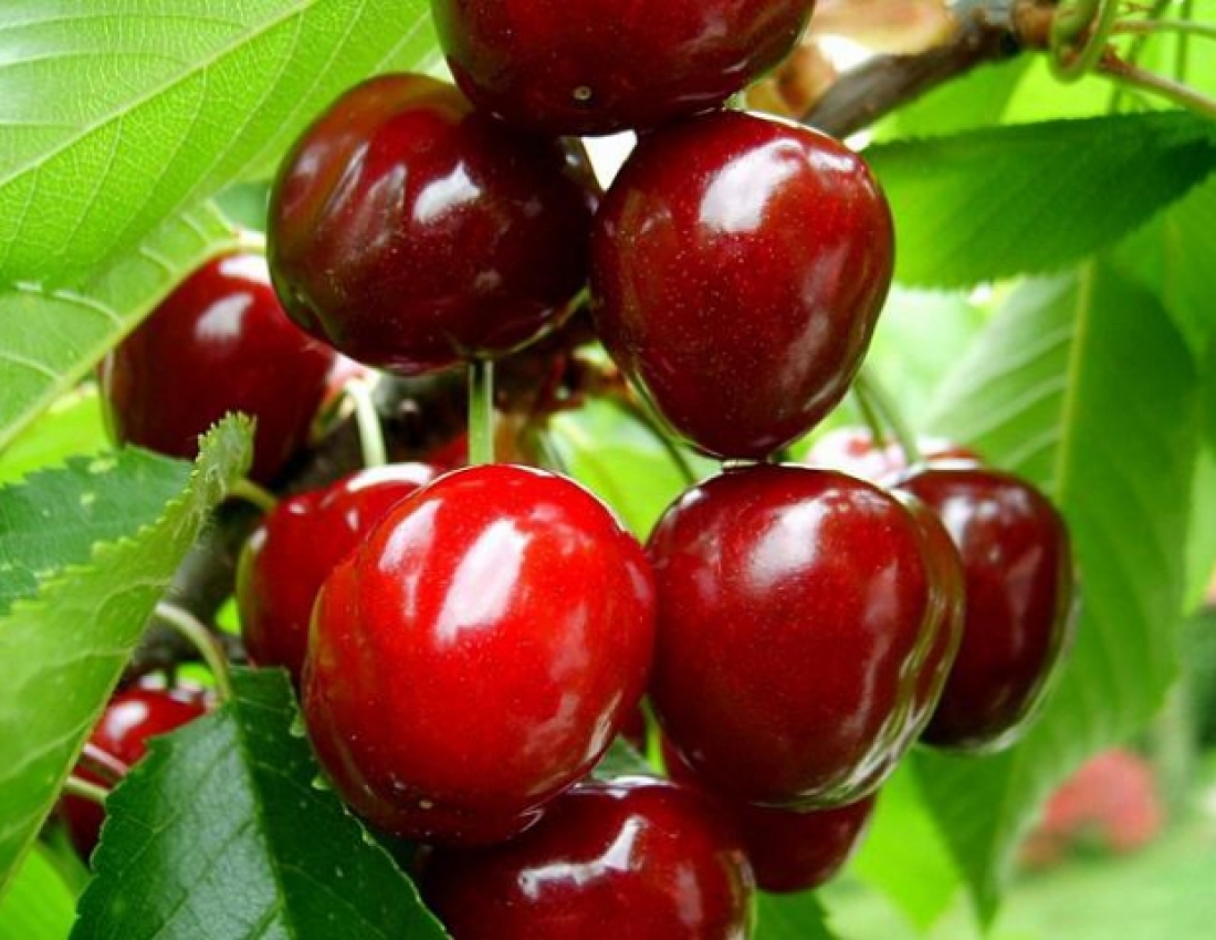 Вітамінне підкріплення. Уже зовсім СКОРО!!!