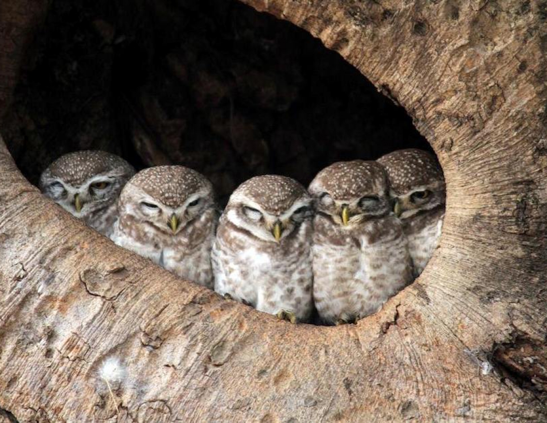 Скоро новорічні корпоративи...