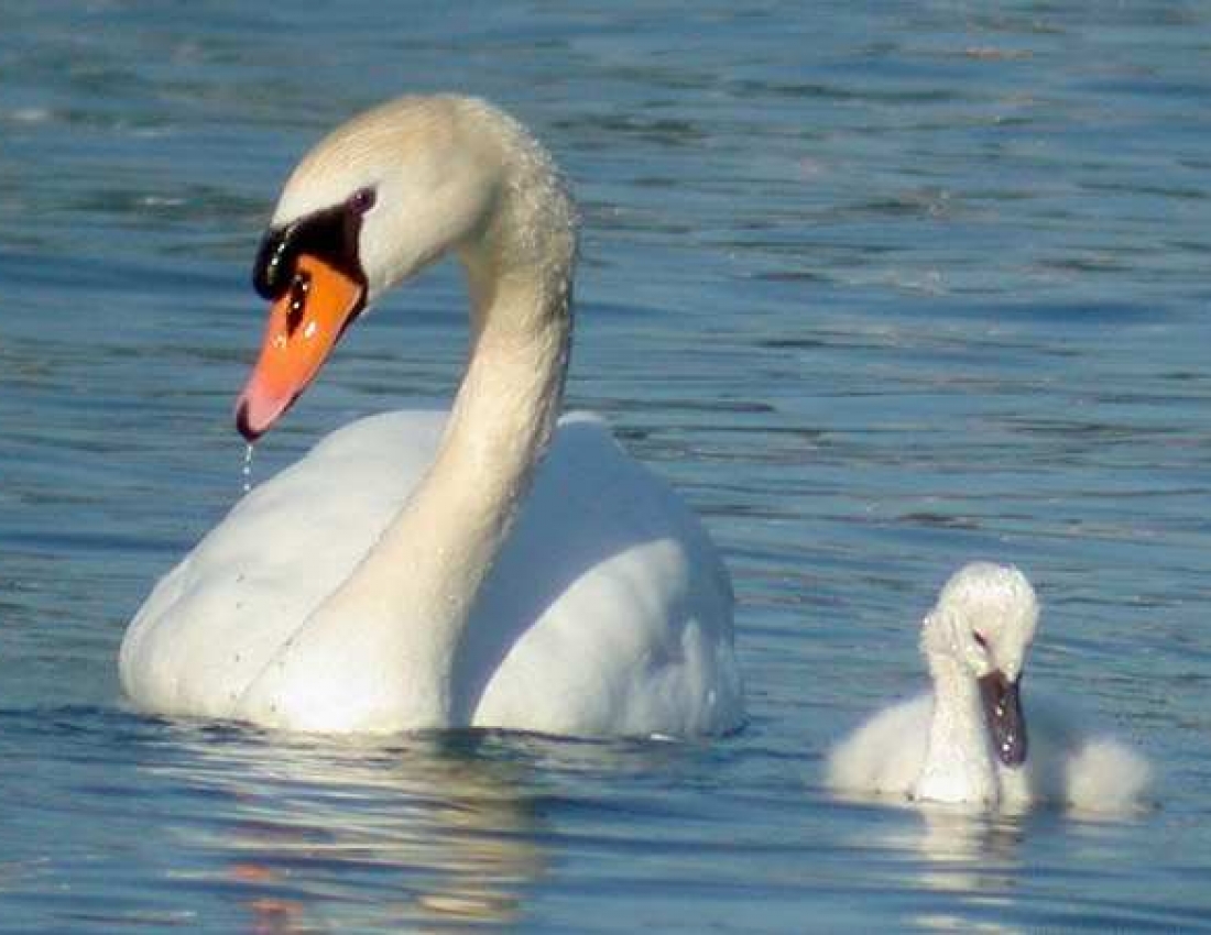 Лебеді кохання, лебеді материнства ...