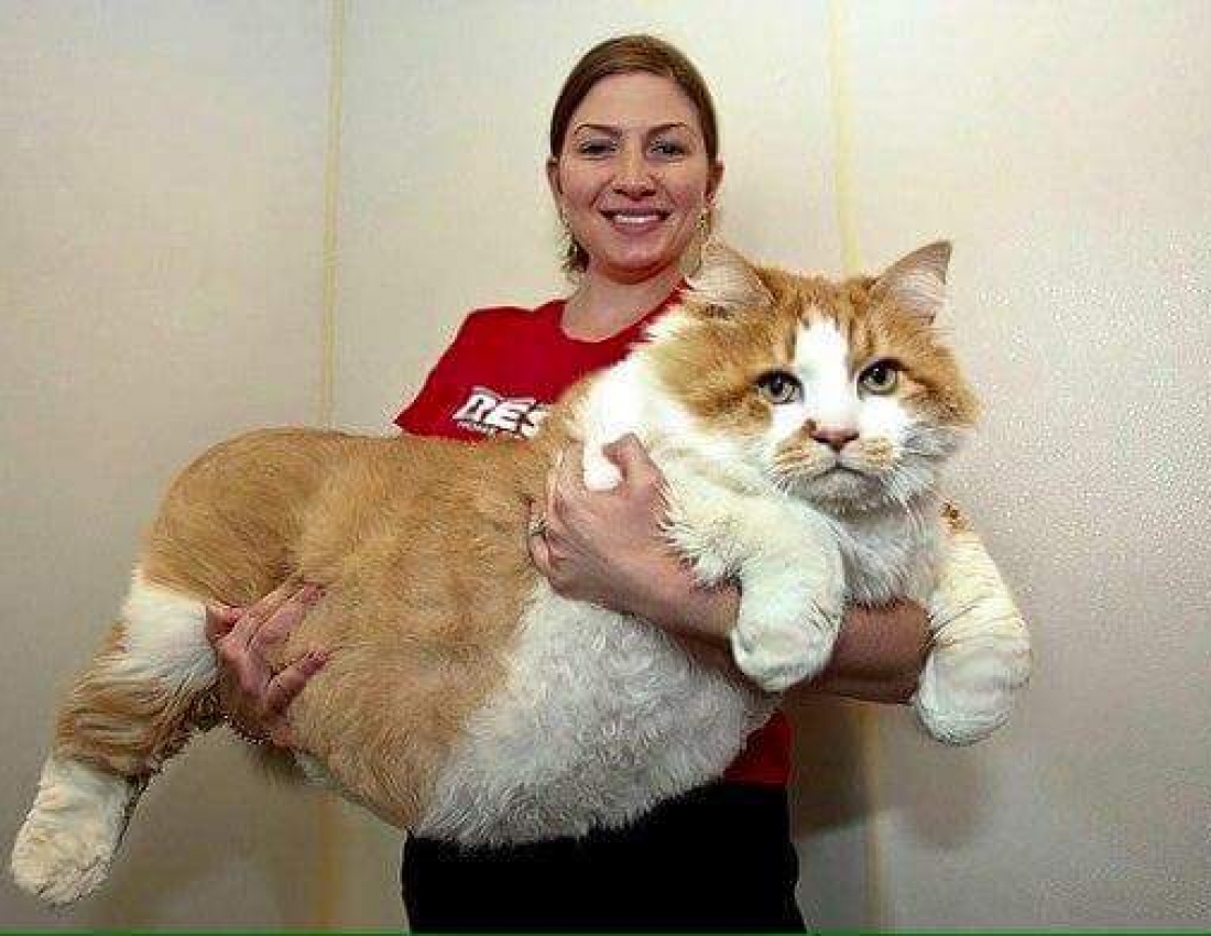 Котопузик :-)