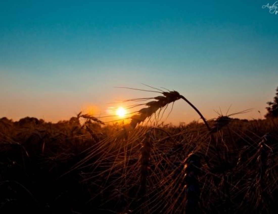 Доброї та ніжної всім української ночі!