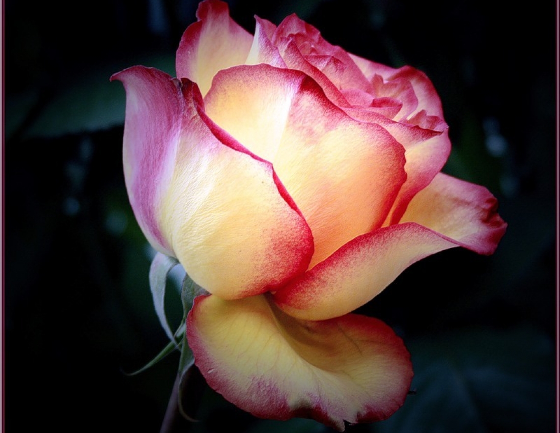 Троянди-троянди... Колюча любов