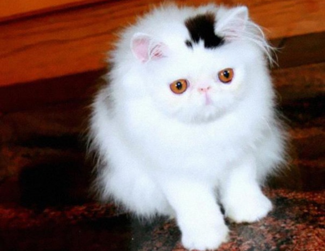 Котики розмальовані самою природою!