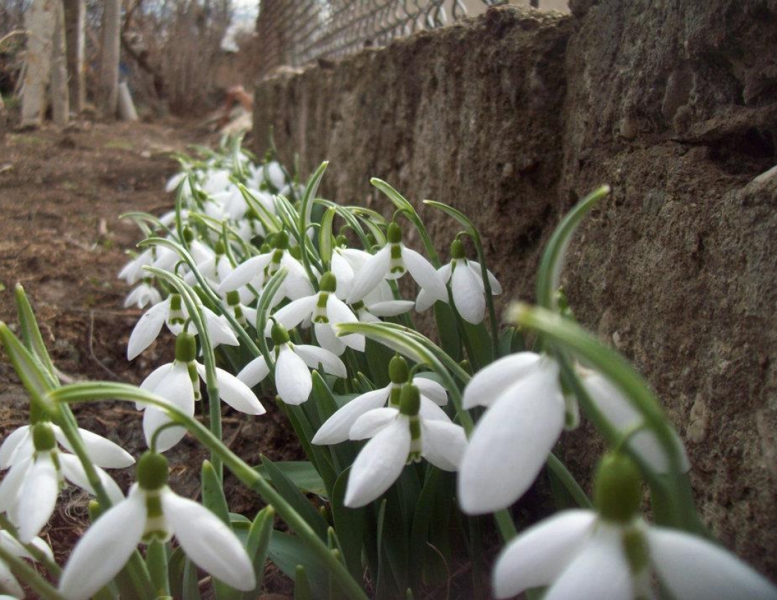 Квітковий рай