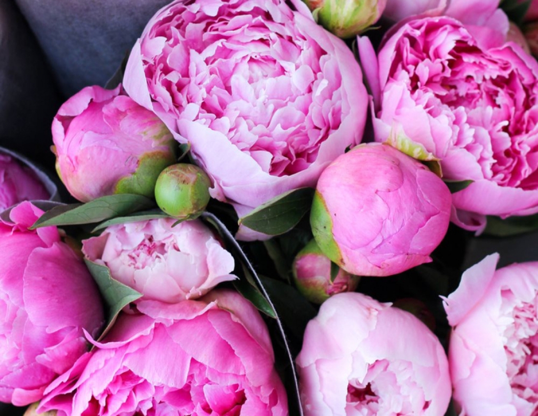 Півонного  пахучого травневого ранку!!!