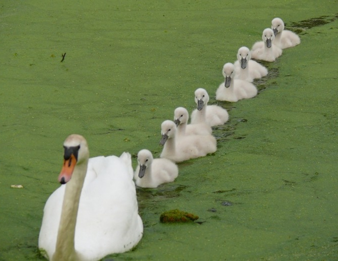 Лебеді кохання, лебеді материнства ...