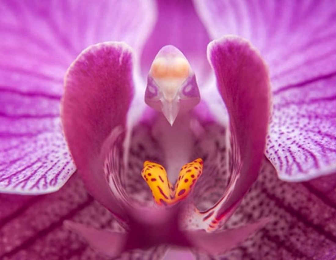 Незвичайні орхідеї, які вражають своєю красою...