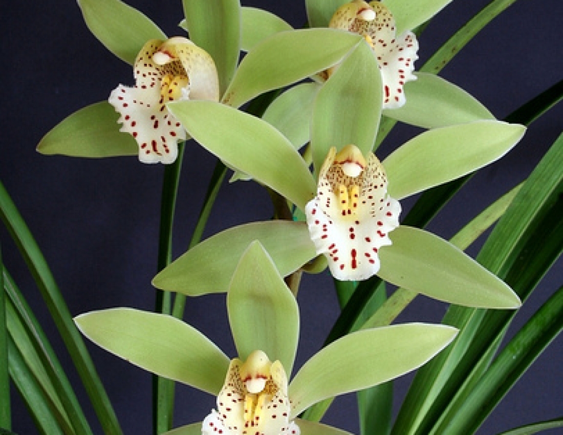 Квітковий рай