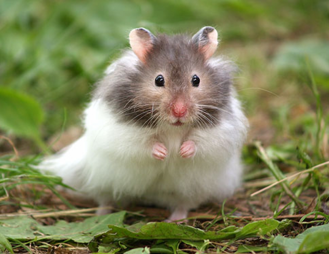 П хома. Самка хомяка. Джунгарский хомяк хома. П хома. Джунгарский хомячок хомяки.