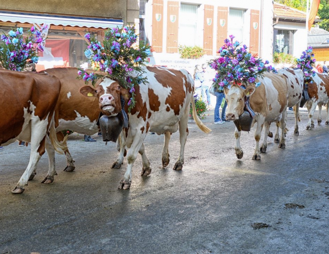 Найсмачніше молоко з таких корівок