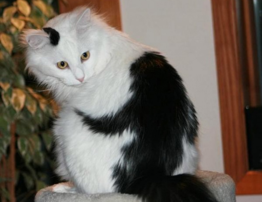 Котики розмальовані самою природою!