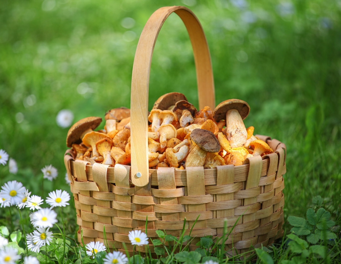 Грибний сезон у розпалі!..