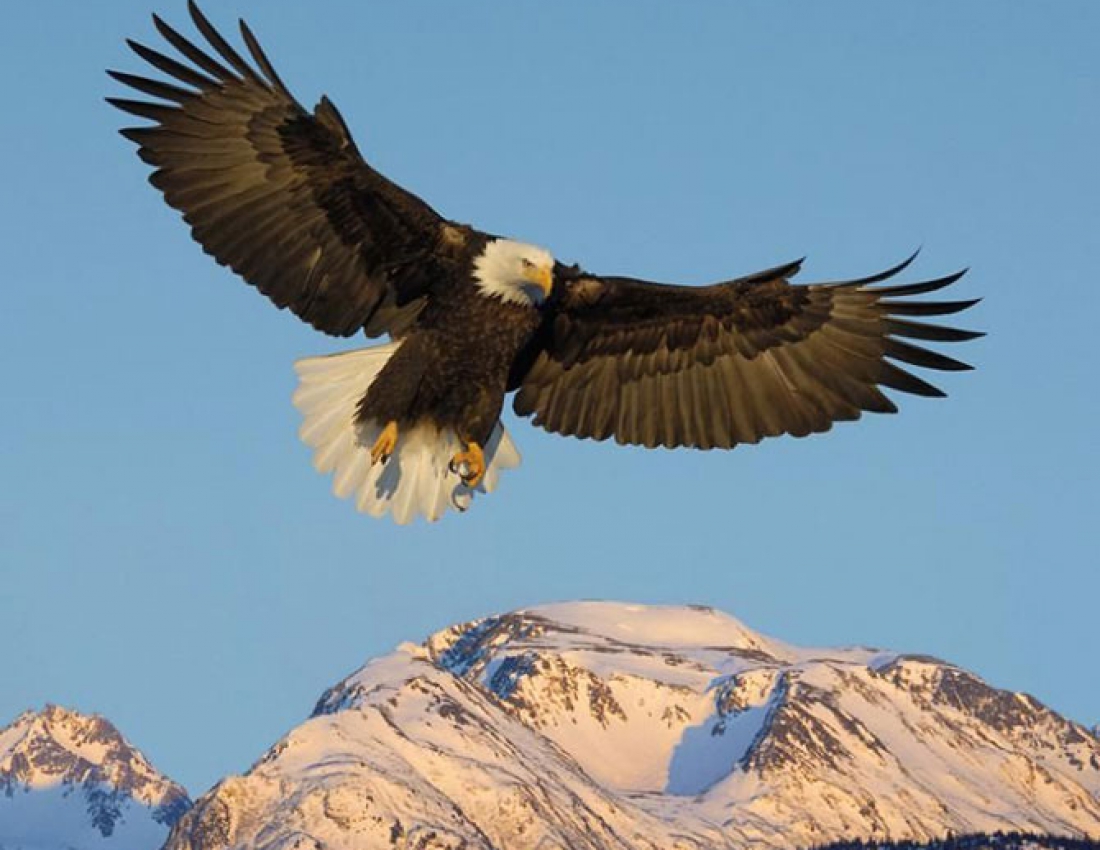 Чому я не сокіл, чому не літаю...