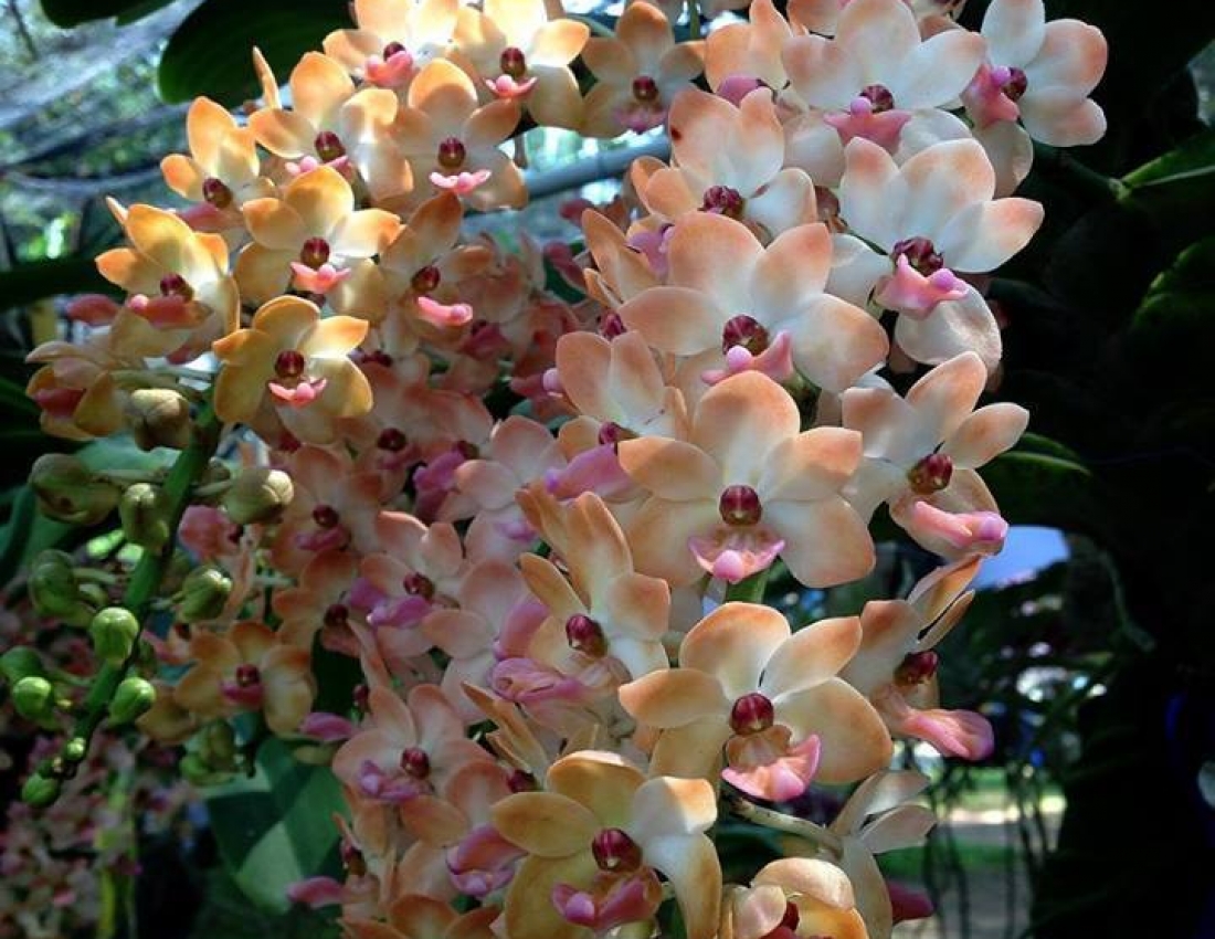 Ніжність орхідей