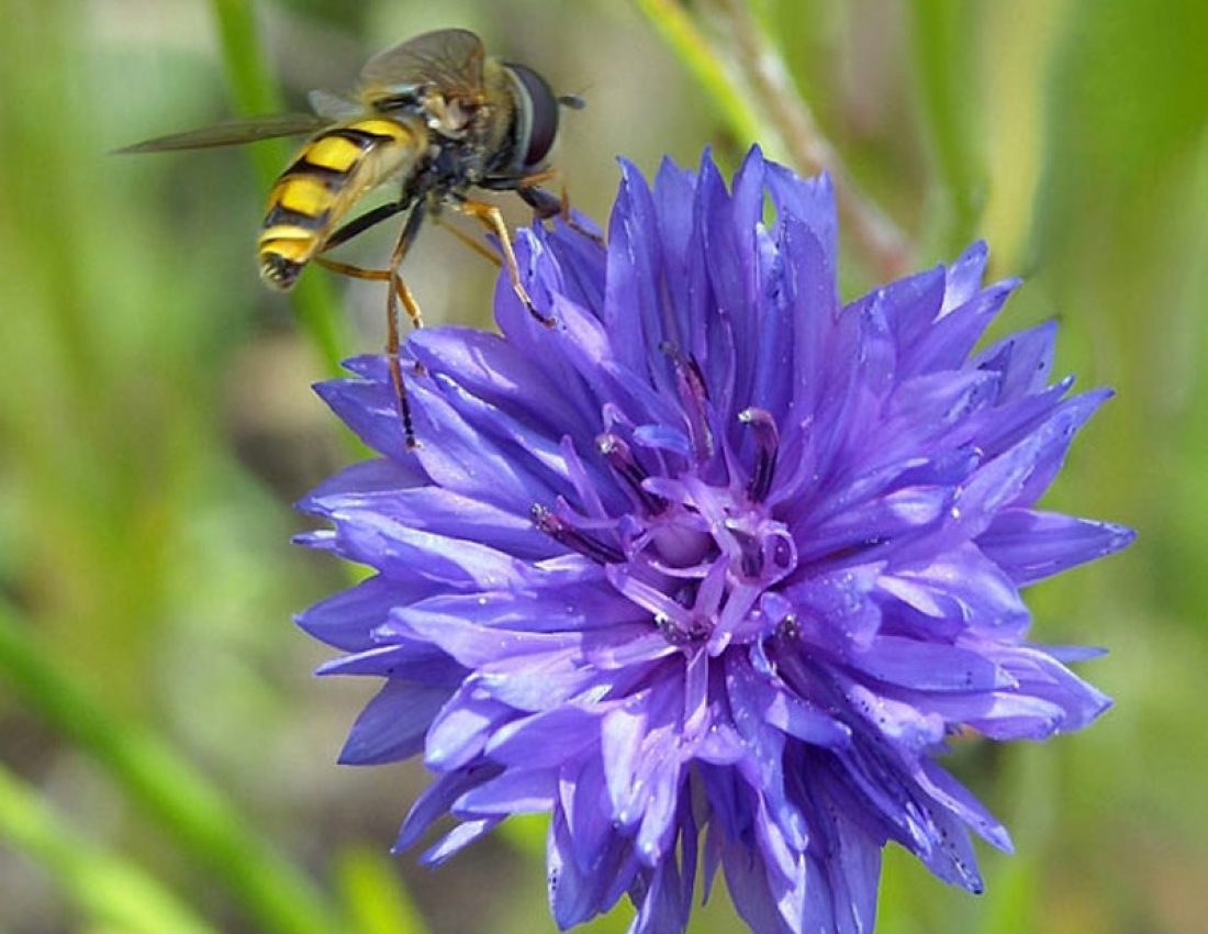 Вечірнє сонце, дякую за день!І за волошки в житі золотому