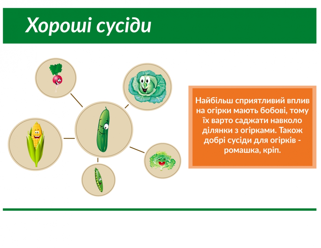 Сусідство овочів на городі