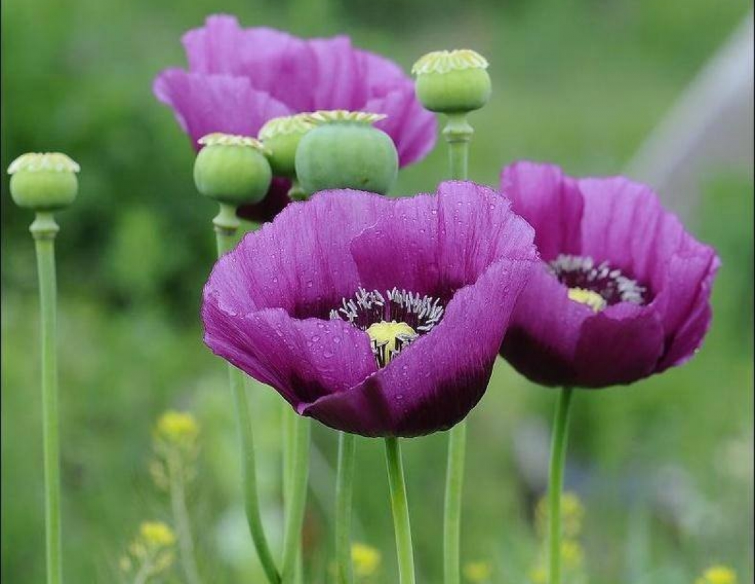Маки... Квіти нашого мирного життя