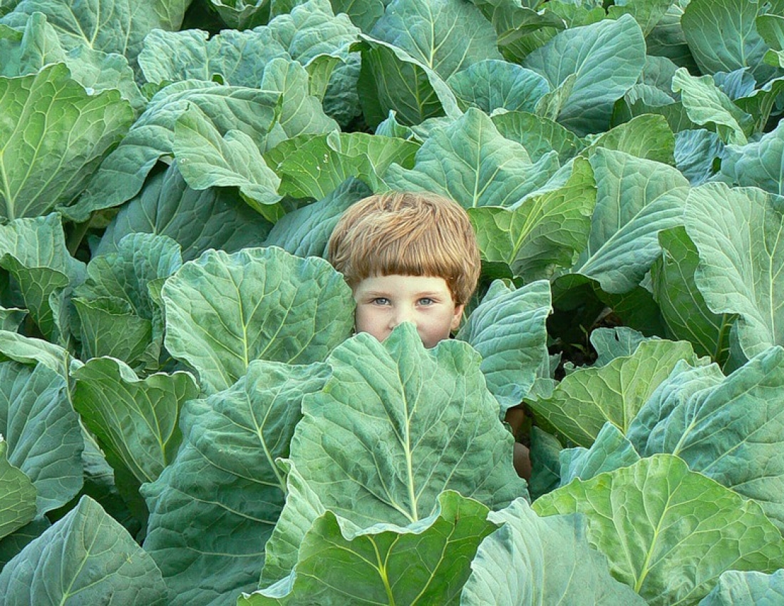 Вже капуста виросла, а мене ще не зайшли...)))