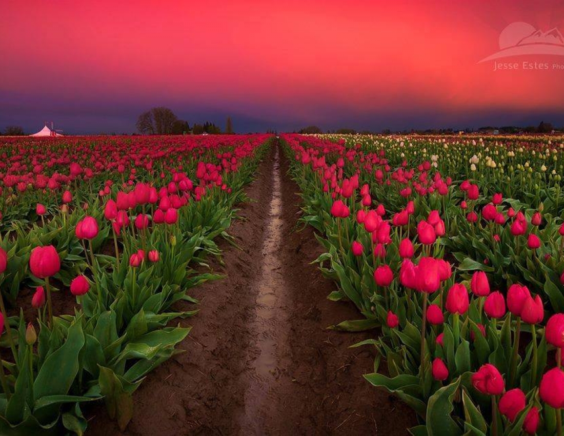 Така проста і така непередбачувана квітка... тюльпан