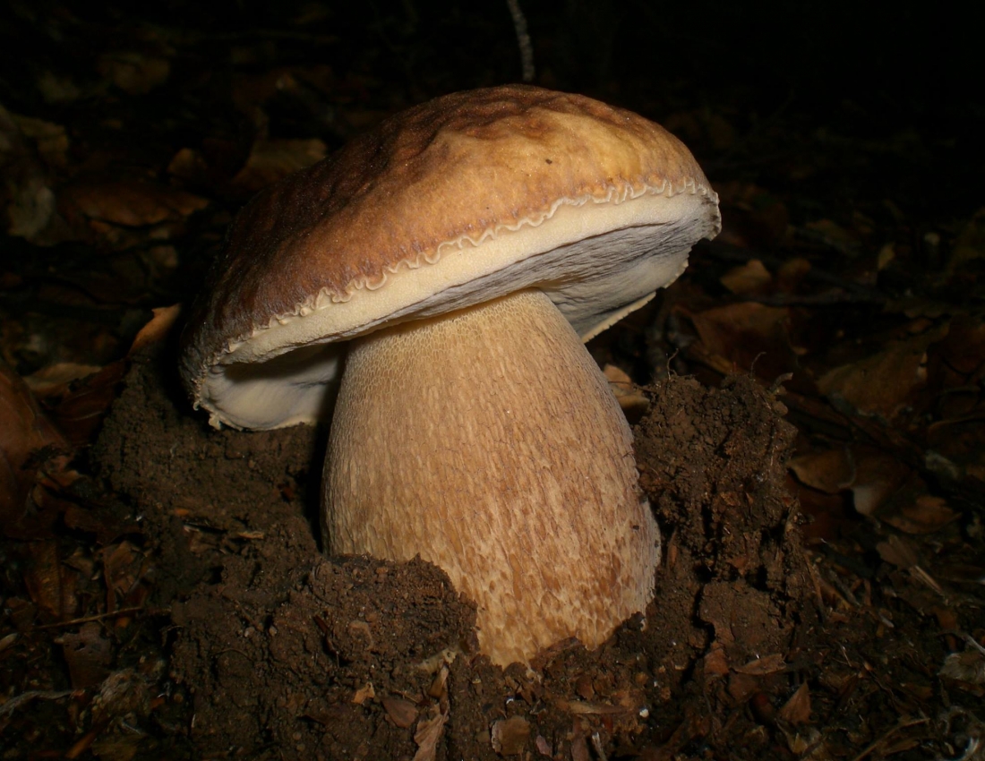 Гриби-грибки-грибочки...