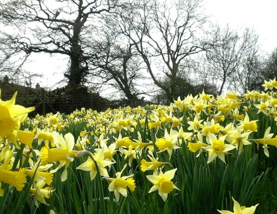 Весняні нарциси