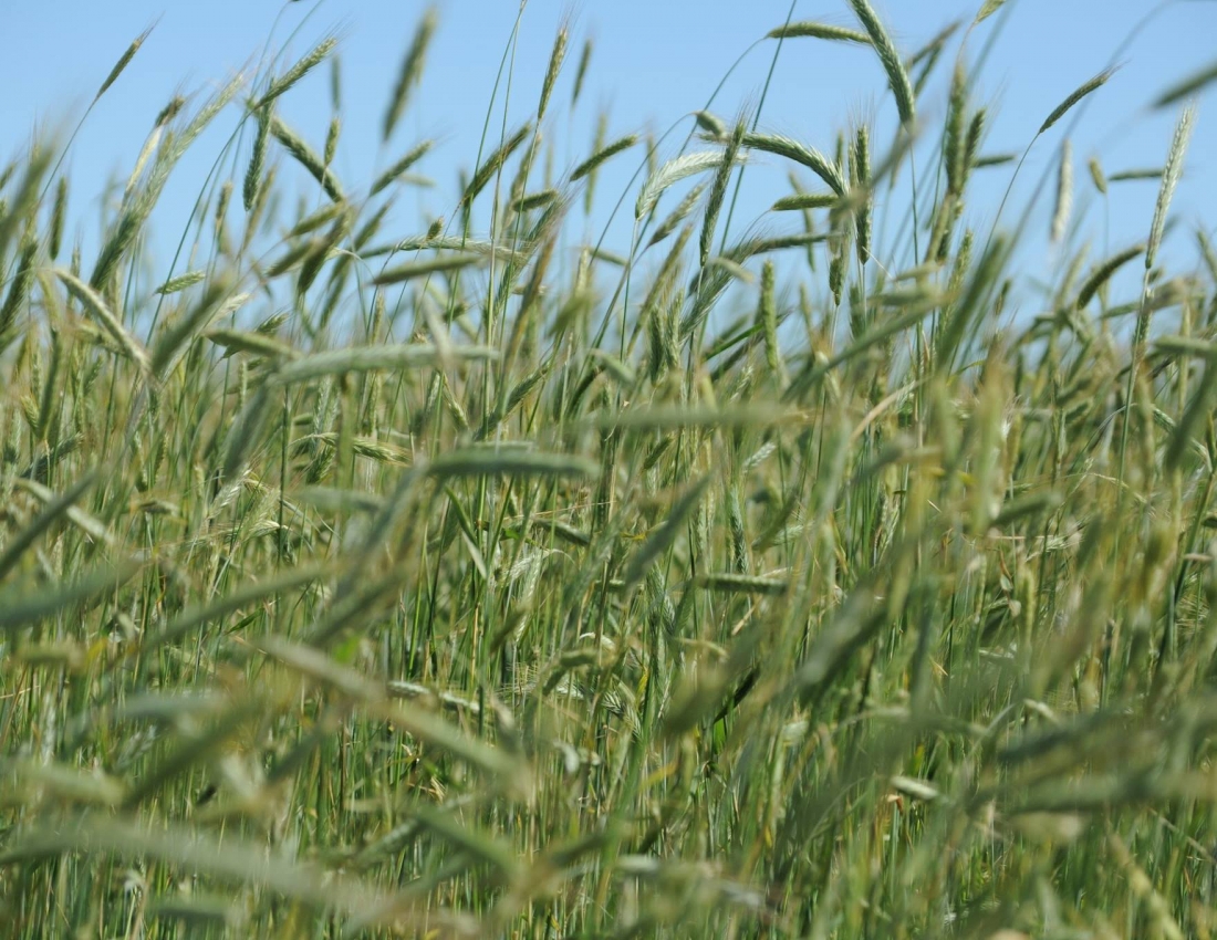 Зачинателі жнив