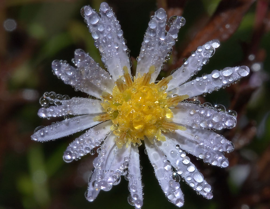 Свіжість, гармонія та колір - усе для нашого гарного настрою)
