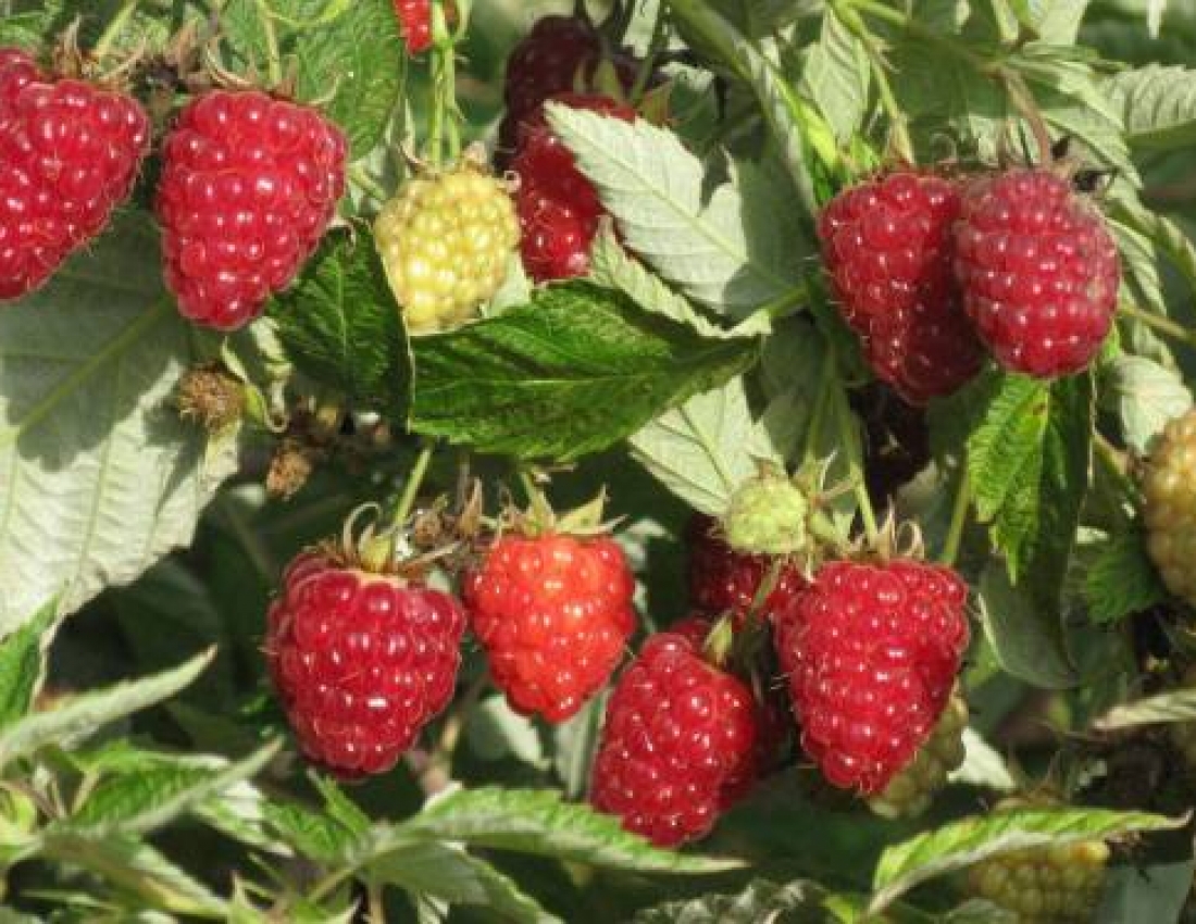 Вітамінне підкріплення. Уже зовсім СКОРО!!!