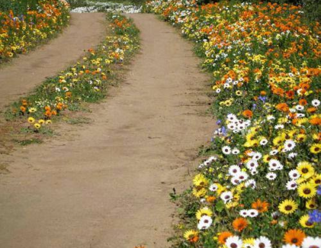 And a path leads to happiness!