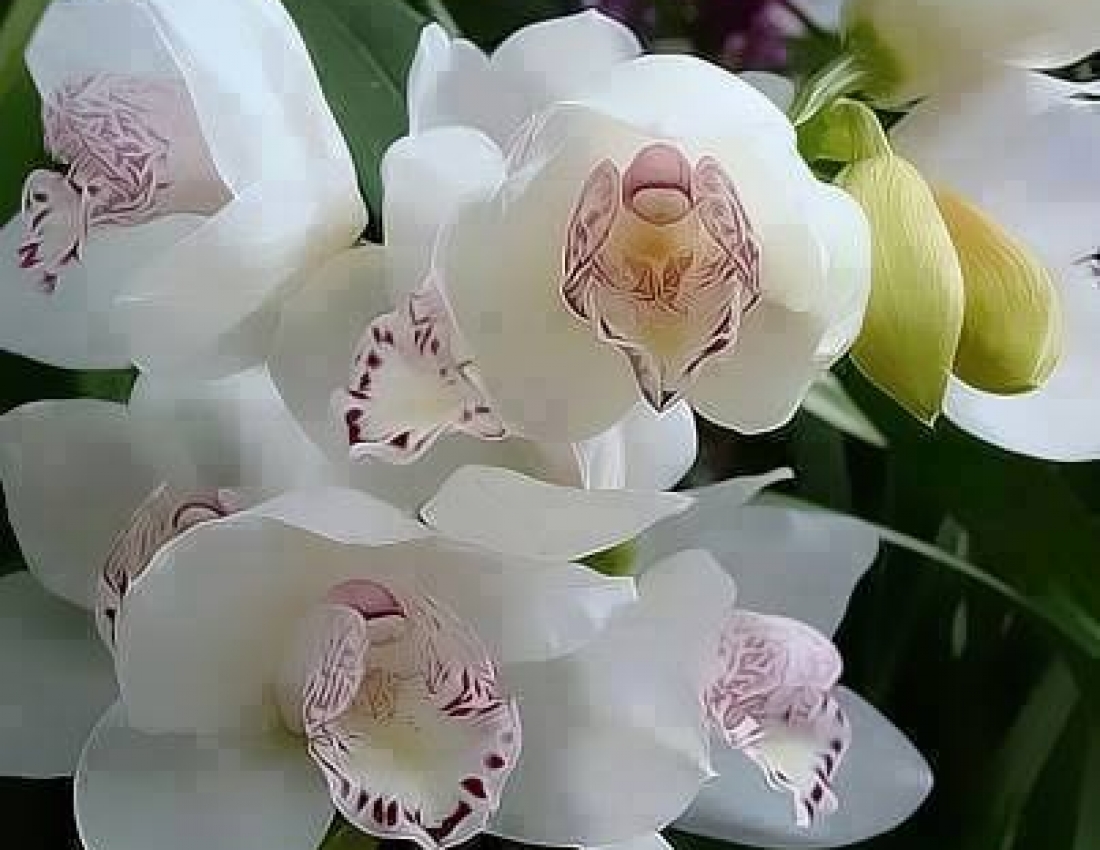 Ніжність орхідей