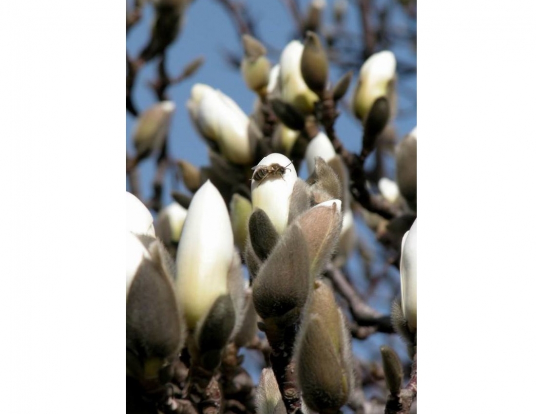 МАГНОЛІЯ - безцінний дарунок природи...