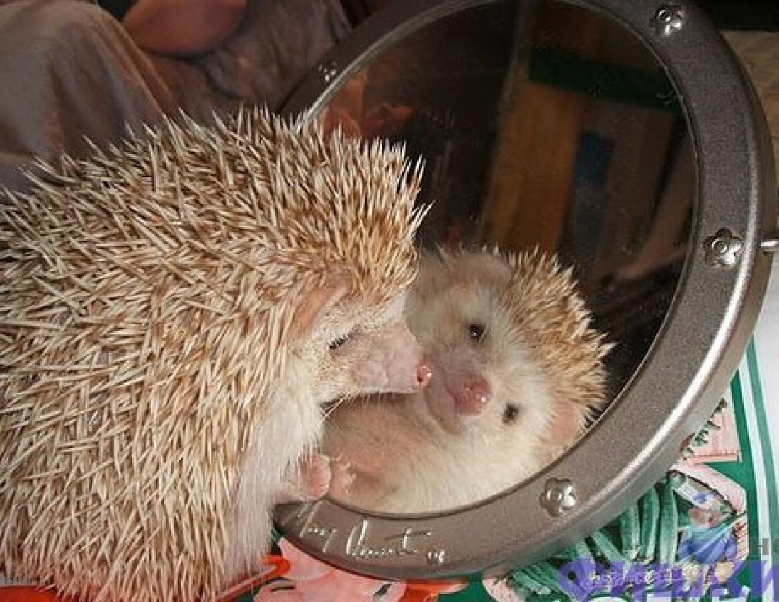 Цікавий світ природи