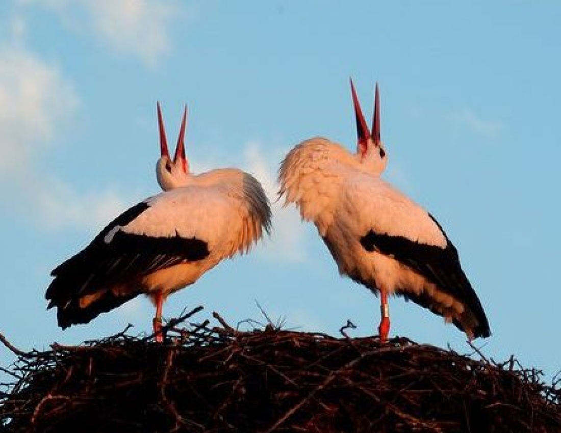 Лелеча моя Україна