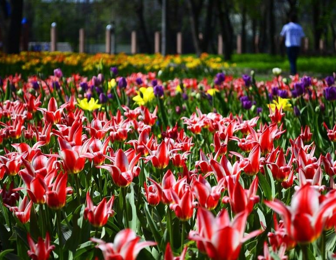 Solch eine einfache, aber nicht voraussagbare Blume... Tulpe