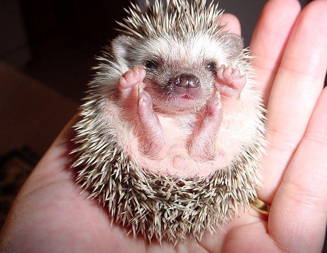 Дивовижні і колючі