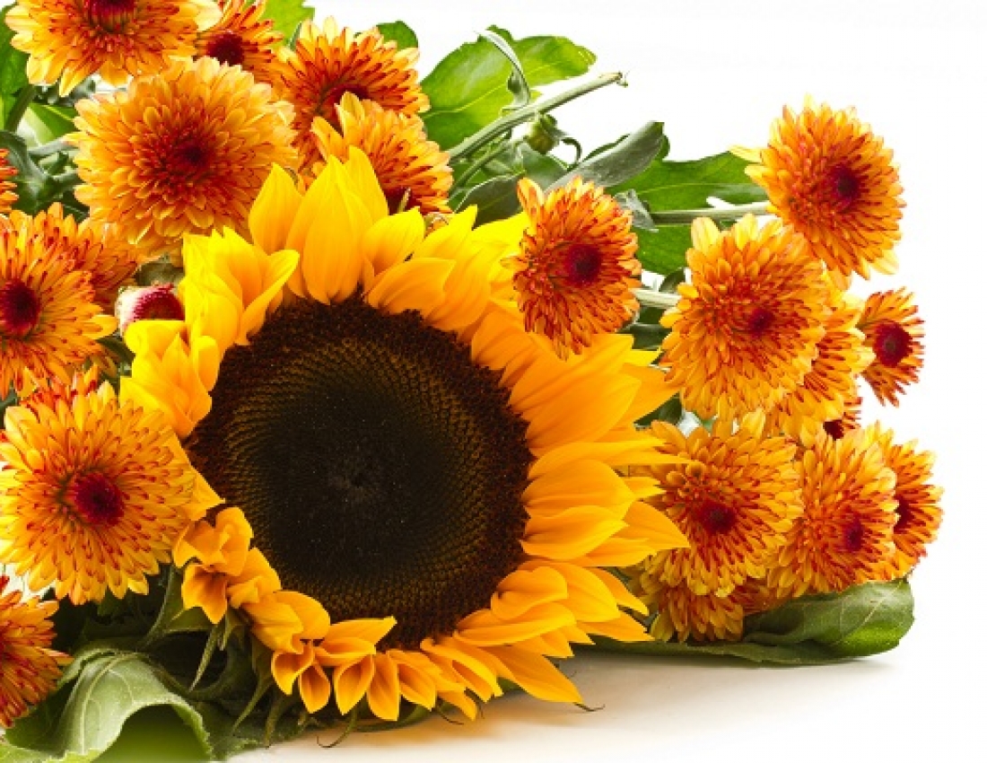 Сонячна квітка-соняшник :-)