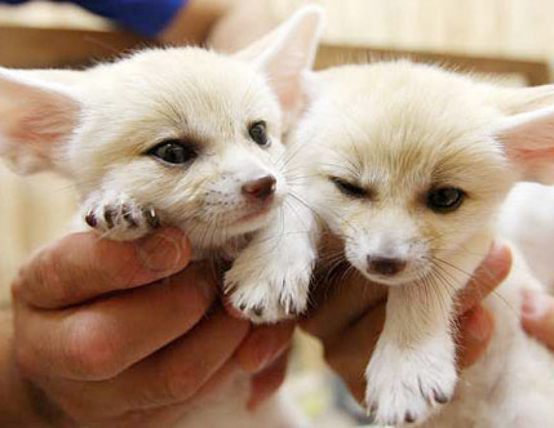 Тваринка з кумедною назвою «фенек» :-)))