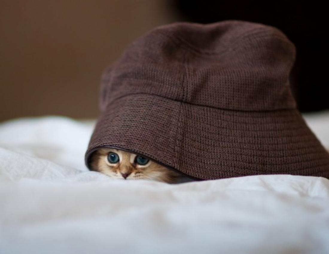 Найкрасивіше кошеня у світі на думку BBC... :-)