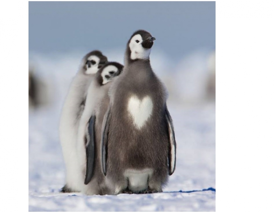 Природа щось хотіла сказати???