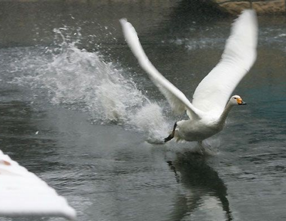 Лебеді кохання, лебеді материнства ...
