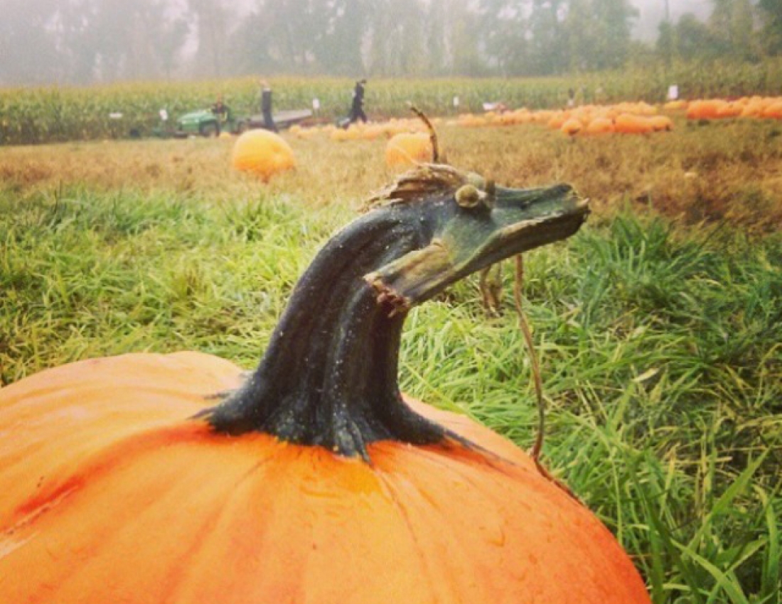 Овочі, схожі на дещо інакше