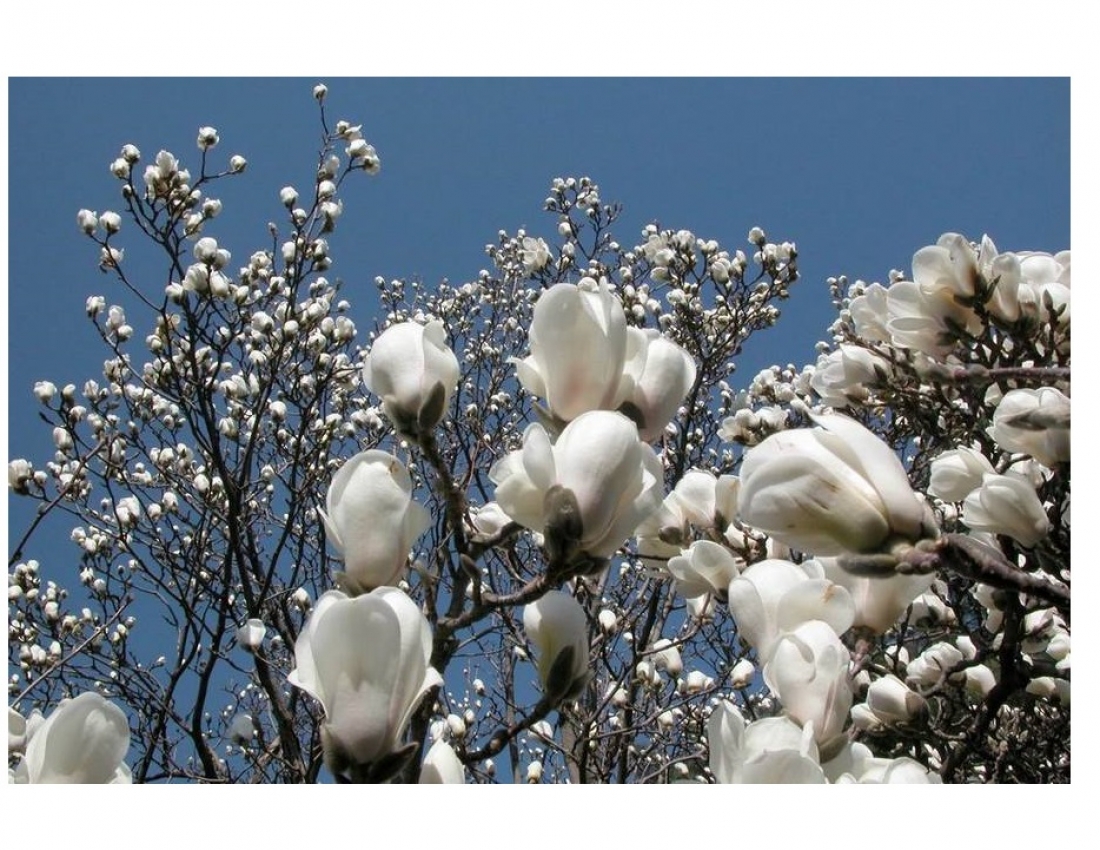 МАГНОЛІЯ - безцінний дарунок природи...
