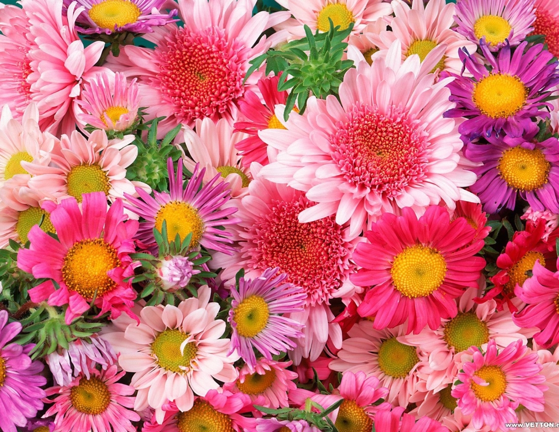 Айстри задумані, квіти останнії...