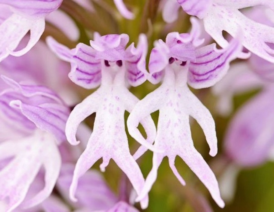 Незвичайні орхідеї, які вражають своєю красою...