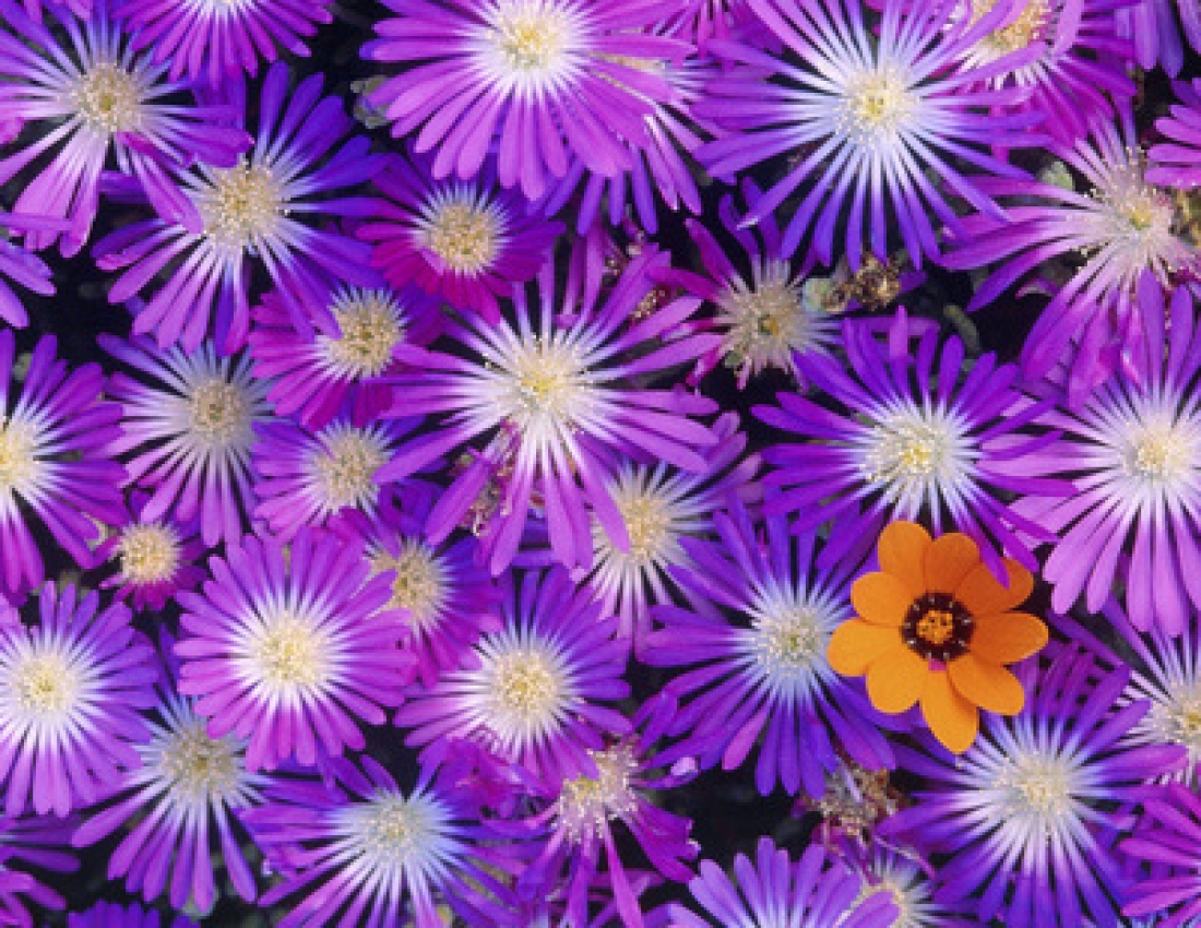 Айстри задумані, квіти останнії...