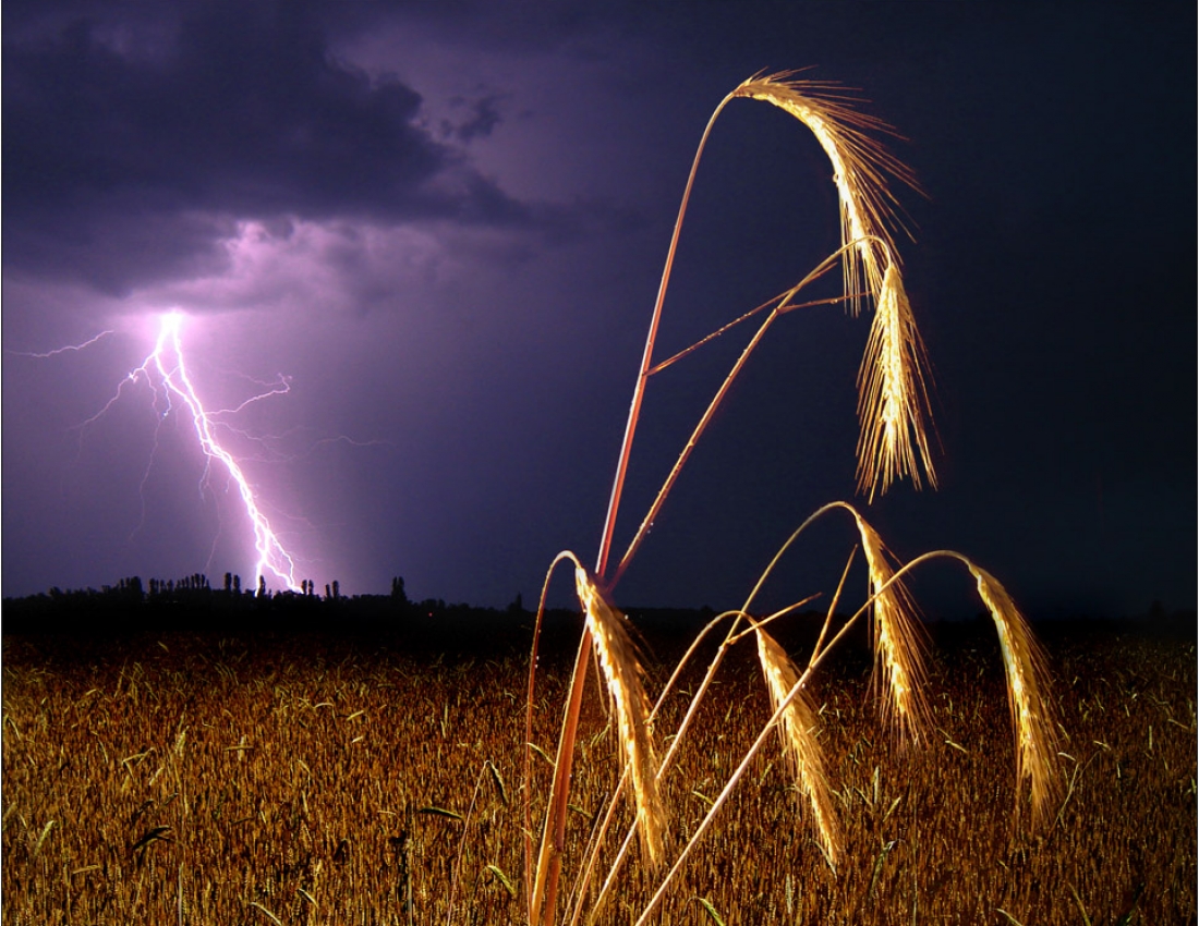 Хлеб хлебный дом краюшки ржано-пшеничные 240г. Гроза над пшеничным полем. Хлеб даниловский зерновой 300г. Зарница военно-патриотическая игра эмблема. Хлеб зарница.